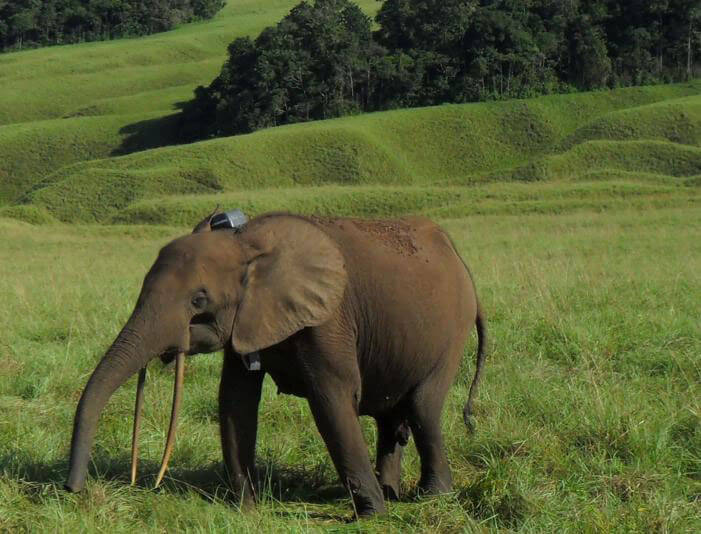 Un elefante de bosque africano juvenil en Gabón. ©Nathan Williamson para Gabon National Parks.