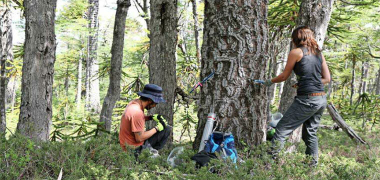 Investigadores extraen muestras para medir anillos del árbol. ©Ariel Muñoz