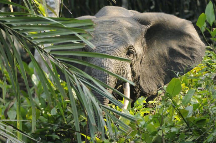 La crítica realidad que viven los elefantes de bosque en Gabón, África