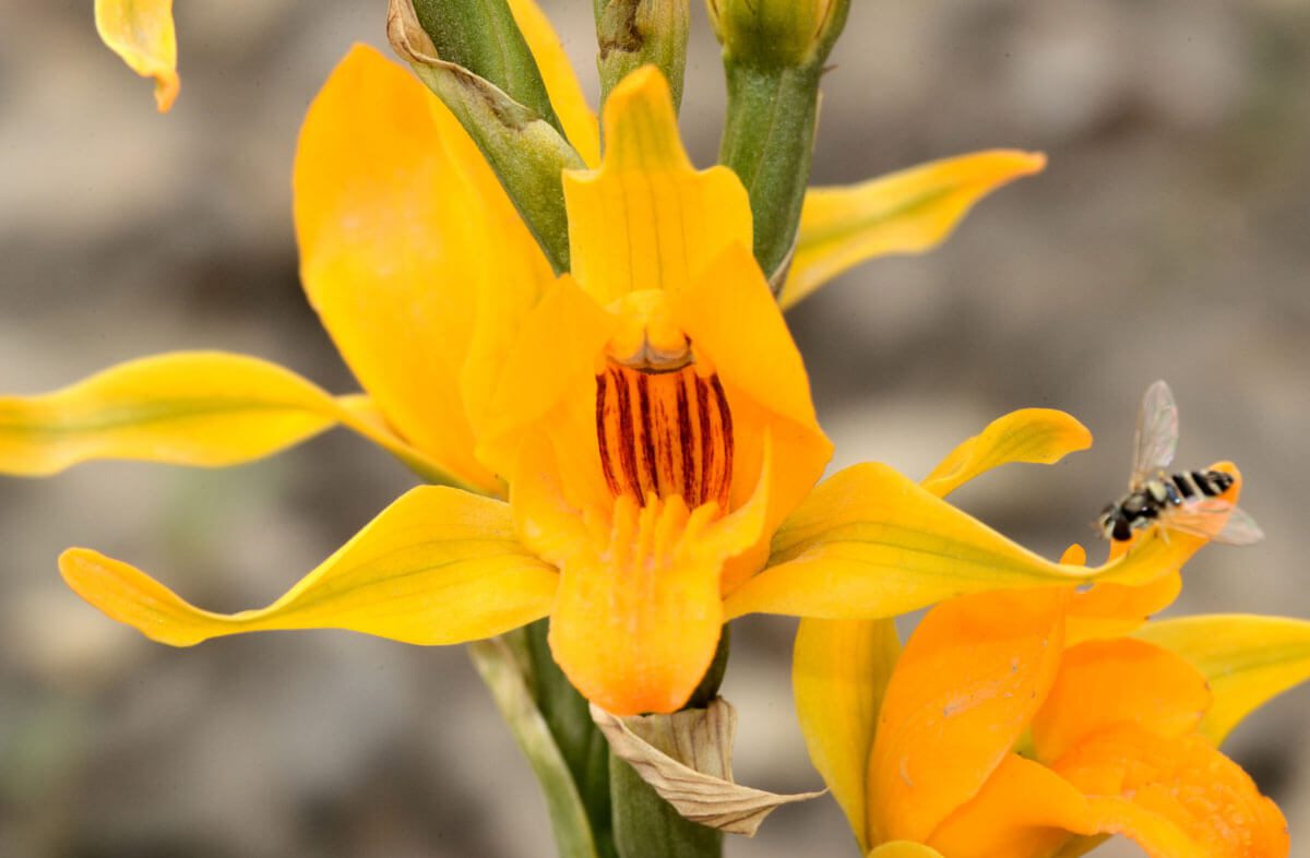Estas orquídeas chilenas son unas de las más antiguas del continente