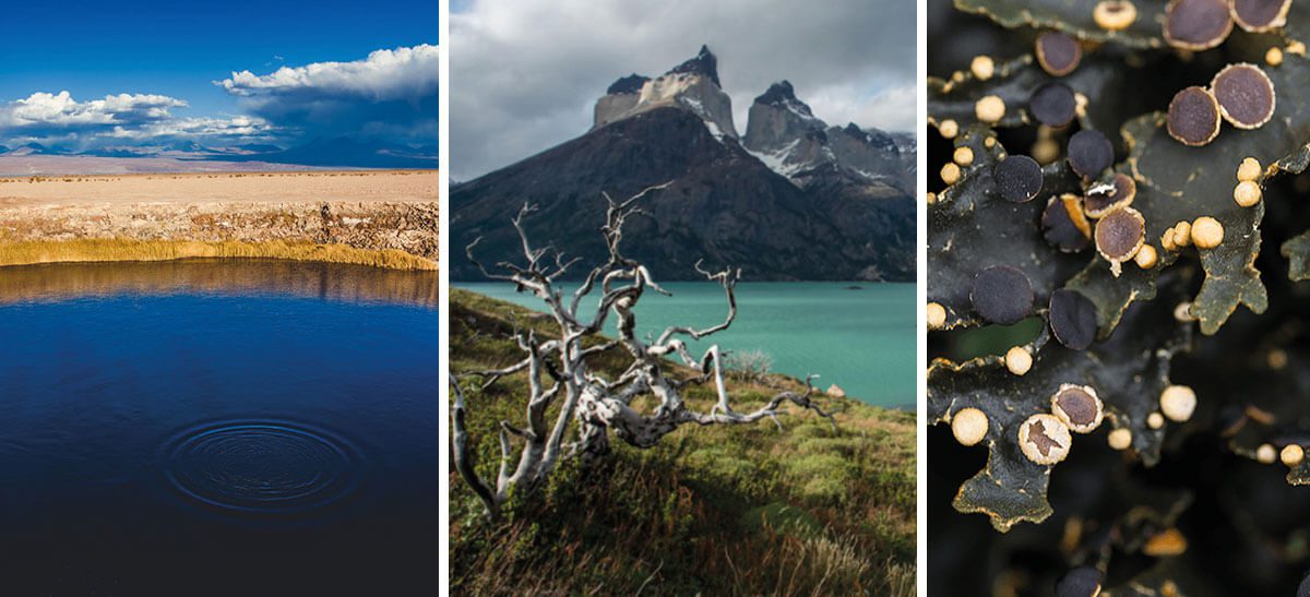 Los nuevos fotógrafos de naturaleza de Chile
