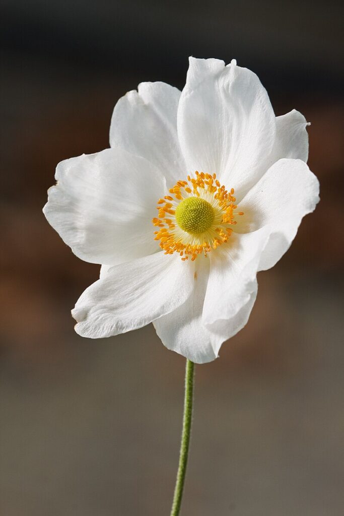 Anemone hupehensis