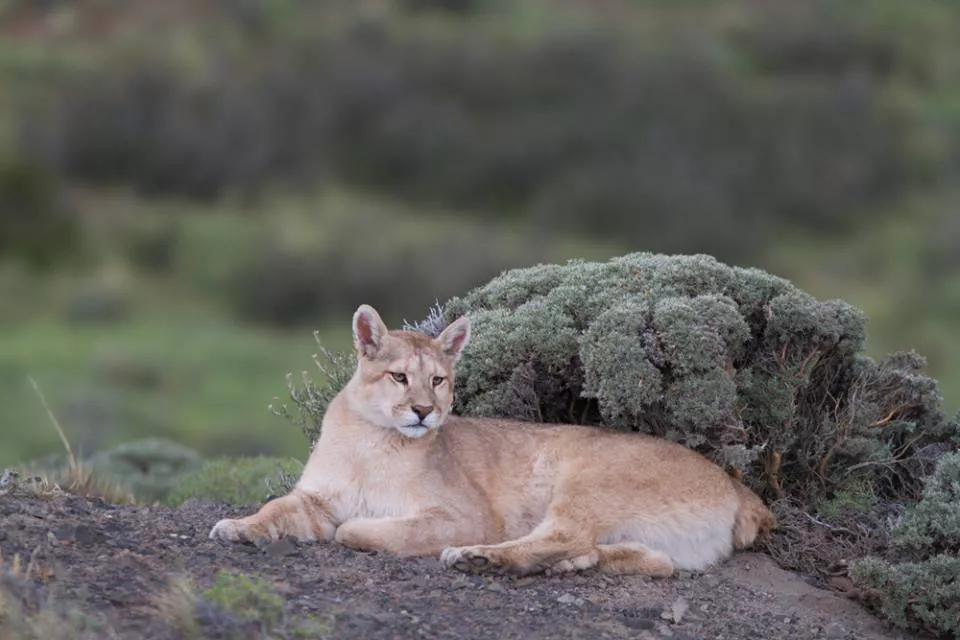 El nacimiento de una leyenda: Mocha, la puma sin cola de la Patagonia