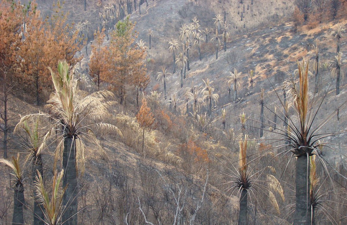 Palmas chilenas: víctimas silenciosas de los incendios forestales en la V región