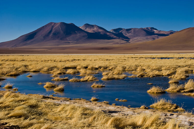 Bofedal de Putana en San Pedro de Atacama ©Franck Zecchin