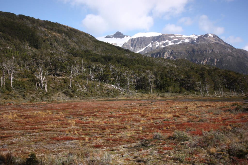 Turberas en Tierra del Fuego Chile. Foto © Martín del Río López