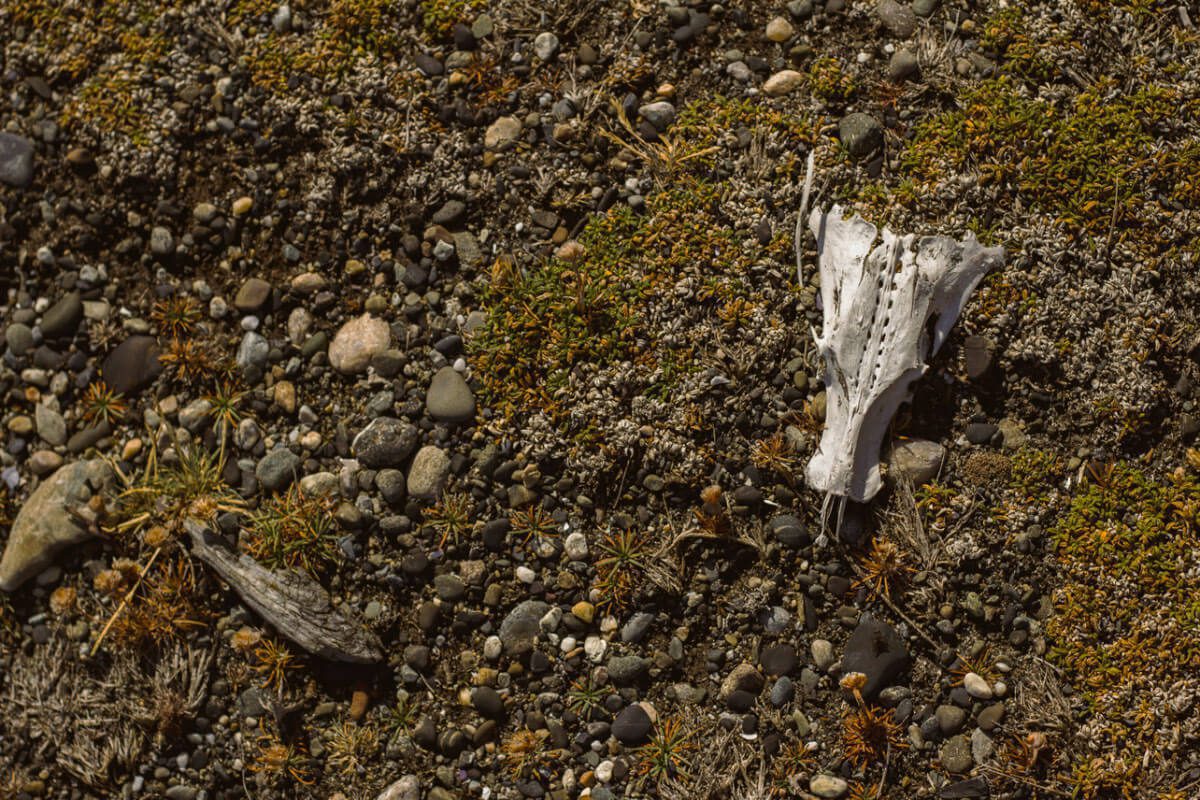 Huesos de Bagual, una exposición sobre la vida y la muerte en Tierra del Fuego