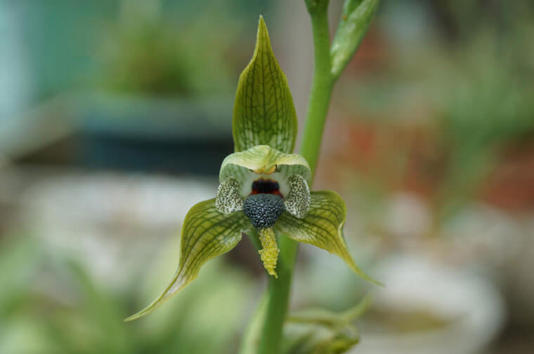 Bipinnula apinnula, orquídea endémica de Chile en peligro de extinción. Crece en Vilches, región del Maule, cerro Peine. ©Patricio Novoa Quezada/Flickr