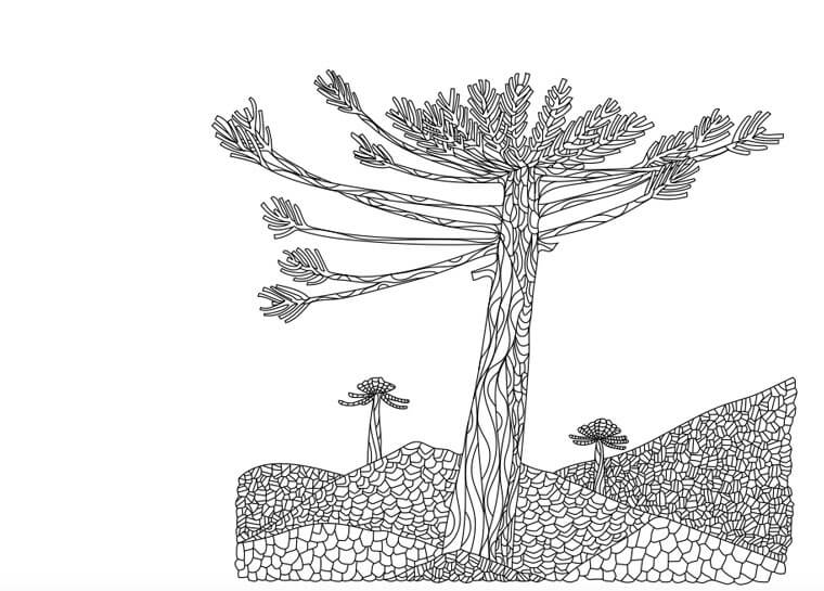 Araucaria, dibujo de Hugo Tapia incluido en el libro.