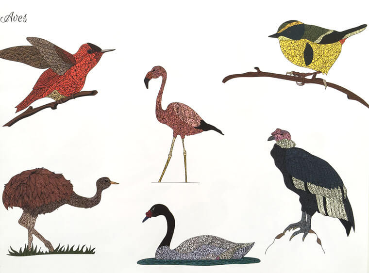 Algunas de las aves que aparecen en el libro coloreable.