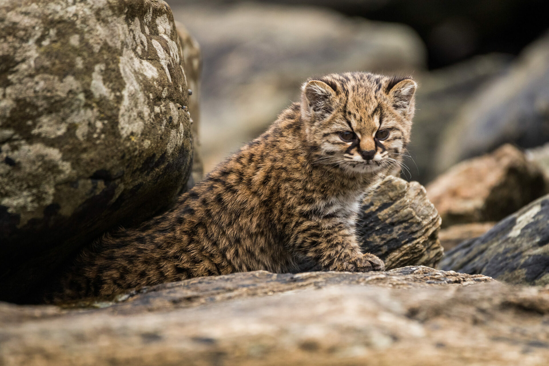 Estudio genético en felinos nativos muestra mayor resistencia a enfermedades