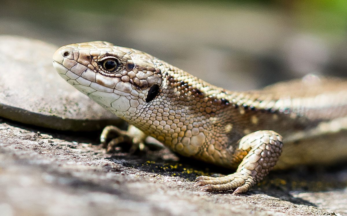 Encuentran nueva evidencia sobre cómo afecta el cambio climático a los reptiles