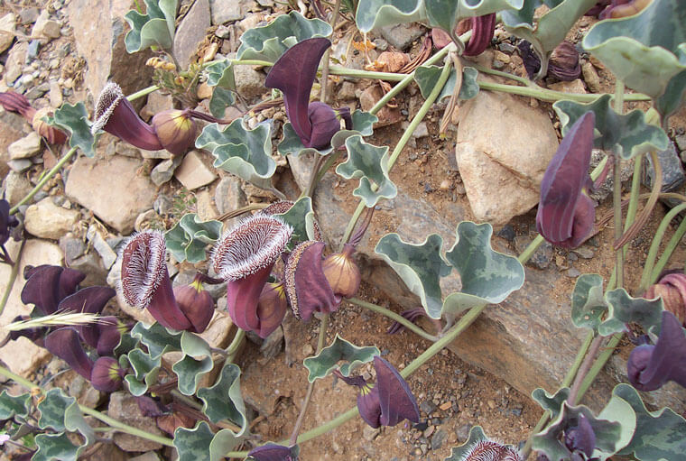 Oreja de Zorro (Aristolochia chilensis) Desierto Florido 2004, Atacama. ©Noemi G./Flickr