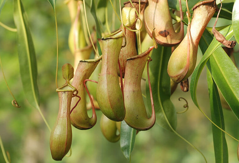 Nepenthes, conocidas popularmente como plantas jarro.