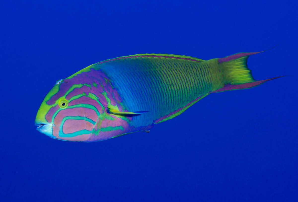 La impresionante fauna submarina de Isla de Pascua y sus amenazas