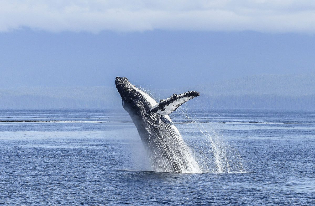 7 excelentes lugares para avistar ballenas en Chile