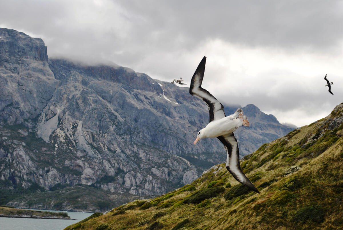 En peligro: La amenaza del visón para el albatros de ceja negra en Tierra del Fuego