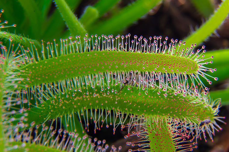 Drosera, conocido también como “rocío del sol”, es uno de los géneros más numerosos de plantas carnívoras.
