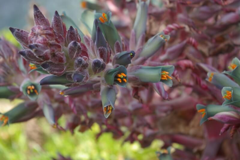 Congreso en La Serena reunirá a expertos en flora nativa de Chile