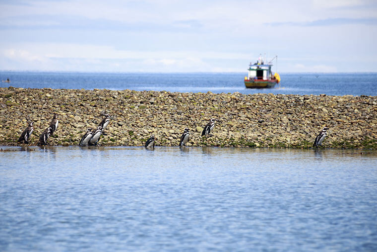 Pingüinos magallánicos en la isla lagartija ©Nicolás/Flickr