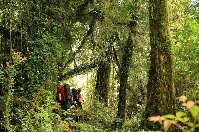 Ruta Transversal: el desafiante sendero que cruza el Parque Tantauco