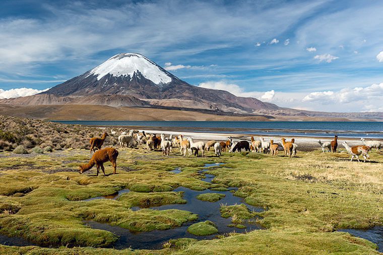 Arica y Parinacota: Un paraíso para todo fotógrafo de naturaleza
