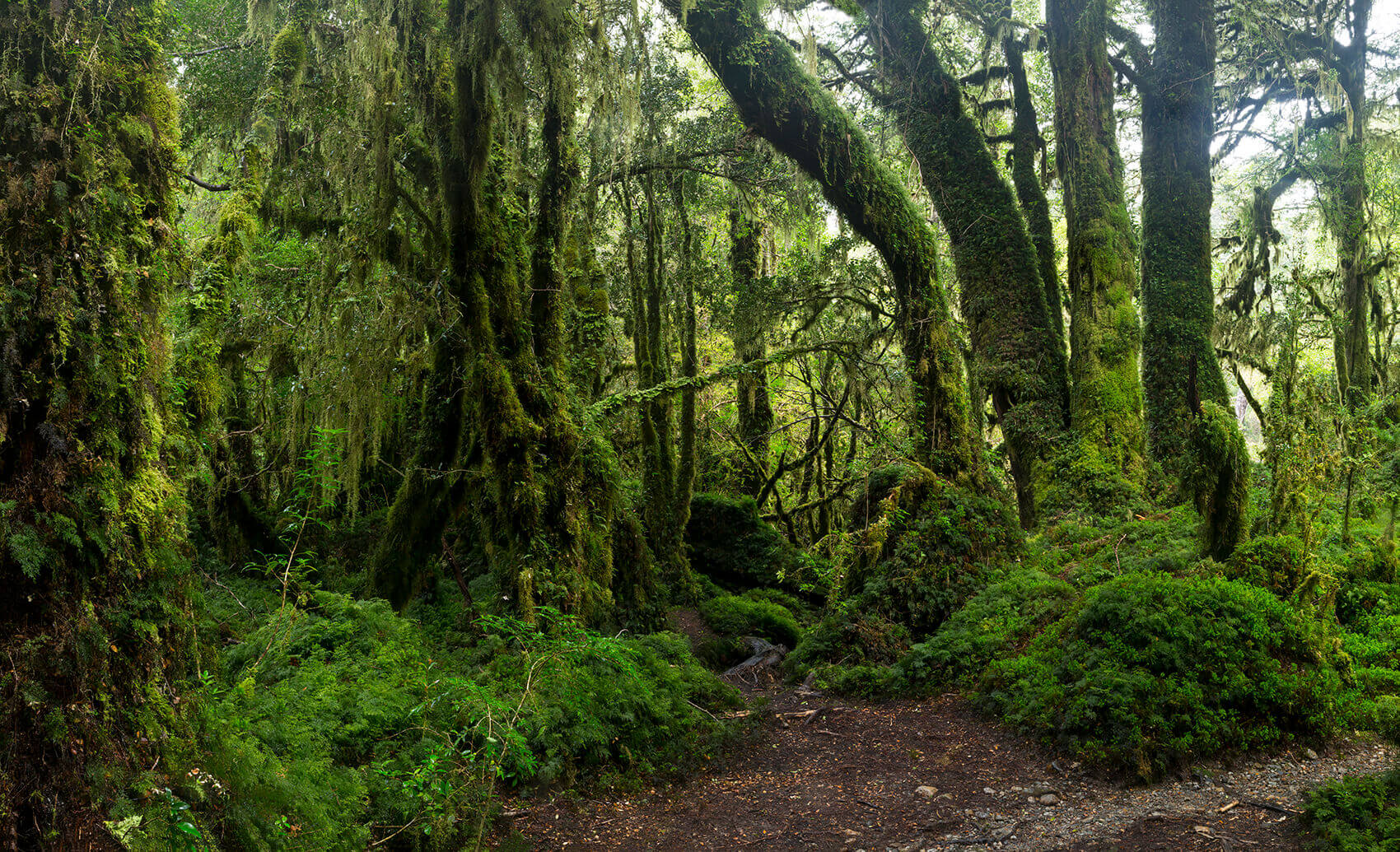 Bosque Encantado en el Parque Nacional Queulat ©Augusto Domínguez.