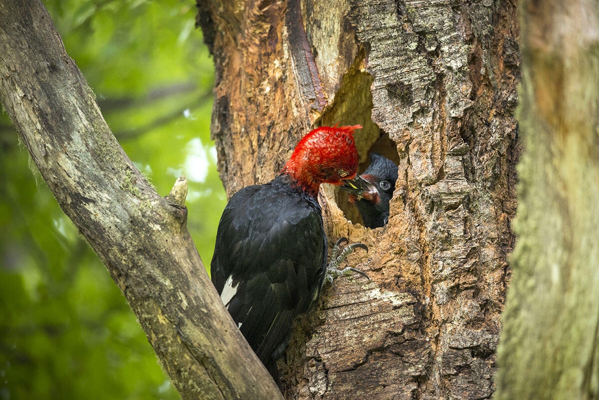 Un pájaro carpintero negro macho alimentando a su polluelo ©Augusto Domínguez