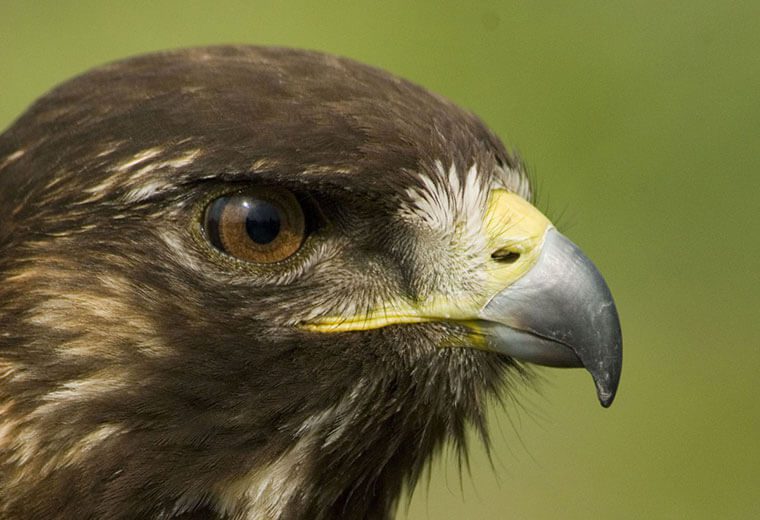 Expertos en ornitología se reunirán a discutir los últimos avances en el estudio de las aves