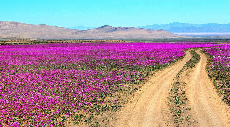 5 datos imperdibles para disfrutar al máximo el desierto florido