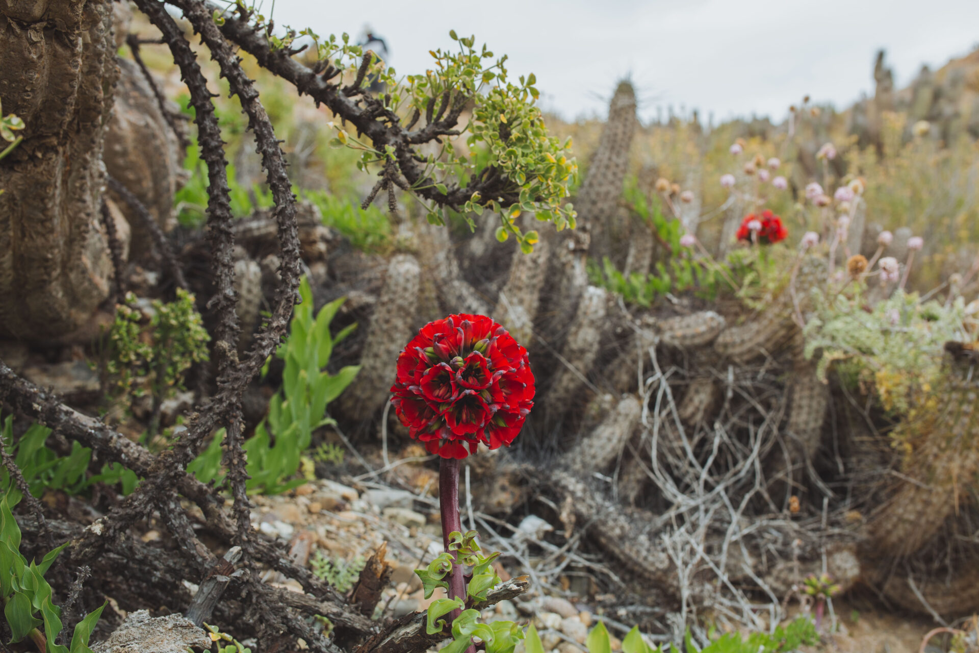 Garra de león: la joya del desierto florido