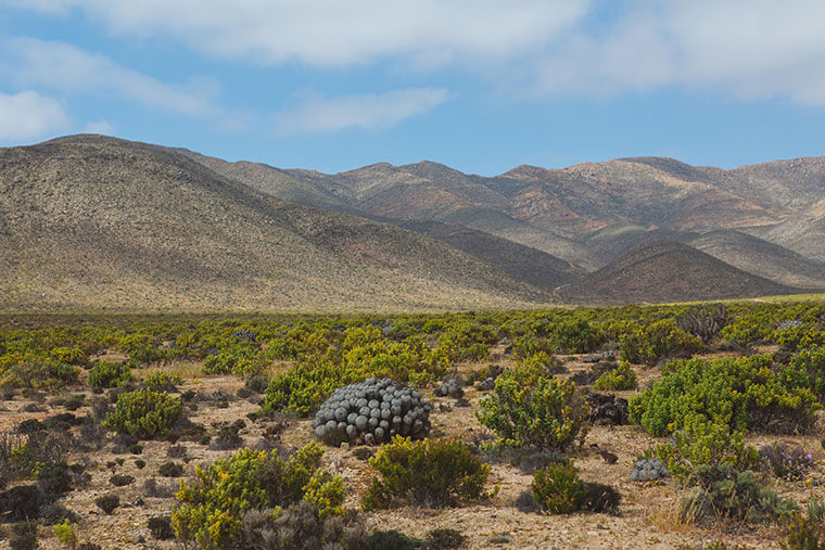Cactus de la familia de las Copiapoa ©Amelia Ortúzar-Imagen de Chile