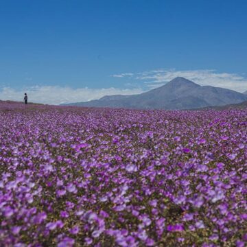 Desierto florido: ¿Cómo se produce este fenómeno de la naturaleza?
