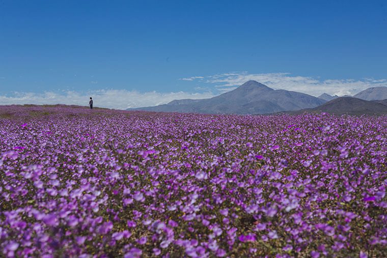 Desierto florido: ¿Cómo se produce este fenómeno de la naturaleza?