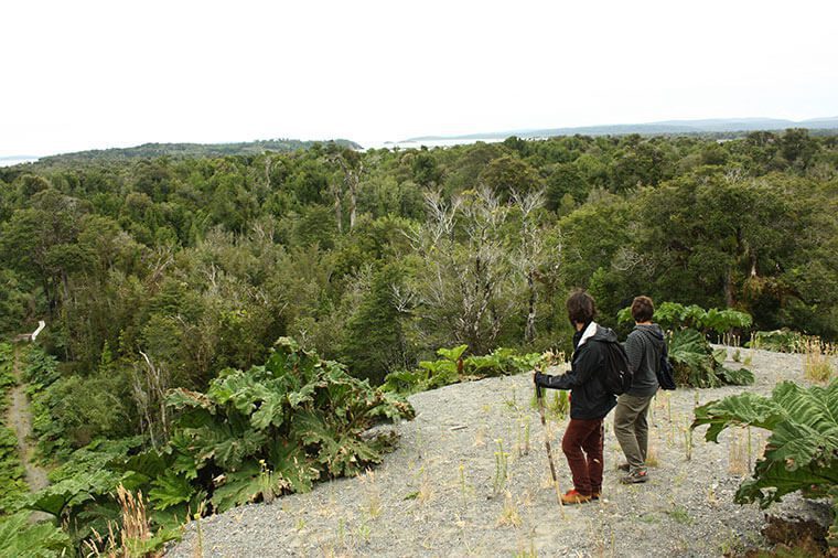 3 senderos para conocer los encantos de Caleta Inío, en Chiloé