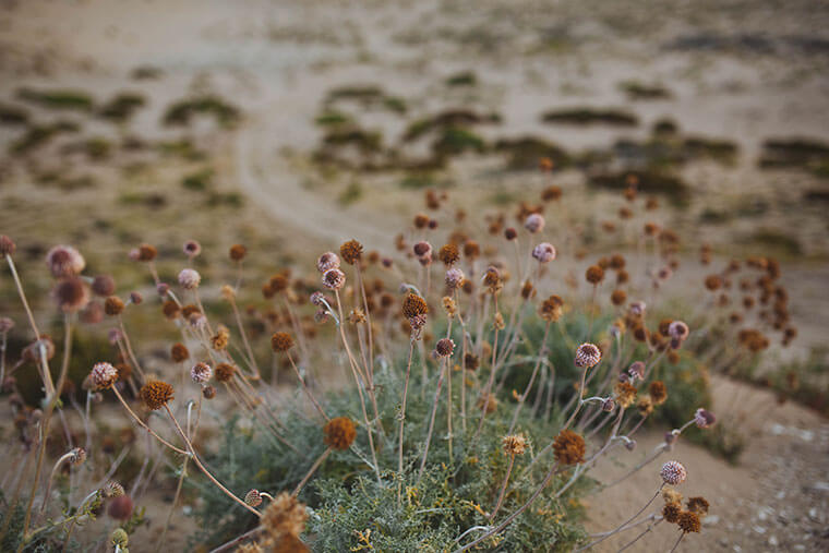 lista de nombres de plantas del desierto