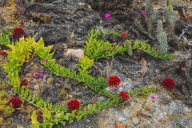 lista de nombres de plantas del desierto