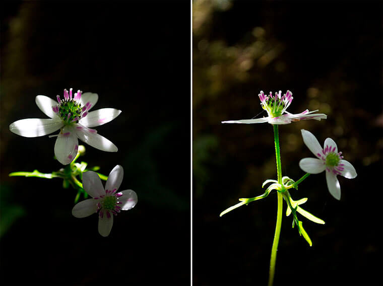 Flor de la estrella (Anemone hepaticifolia) ©Romina Bevilacqua