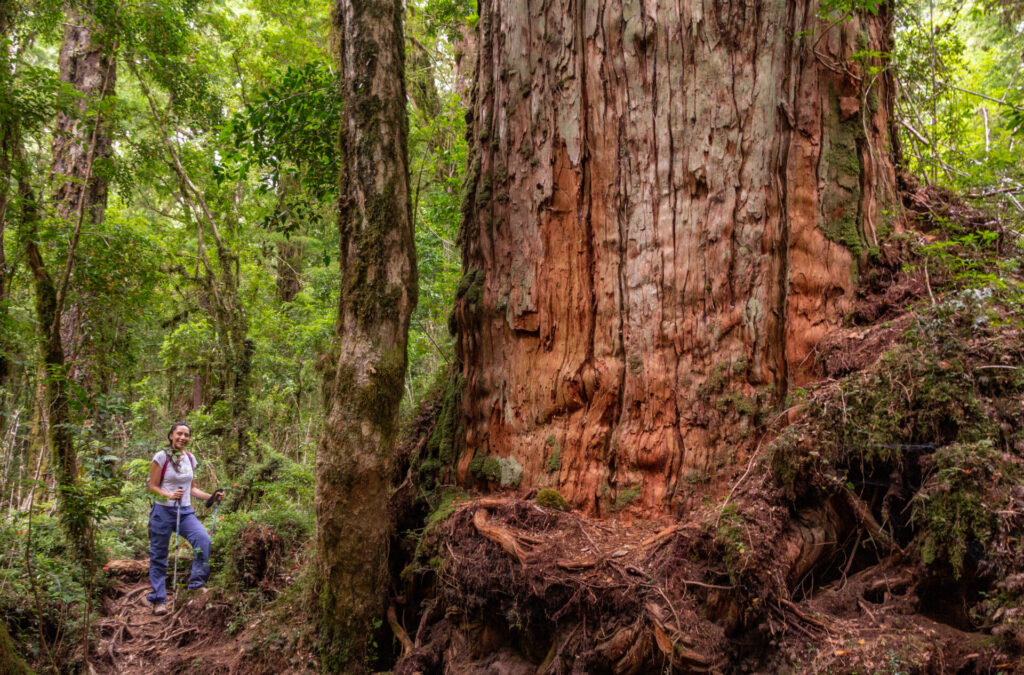 Se pueden ver árboles centenarios en el Valle