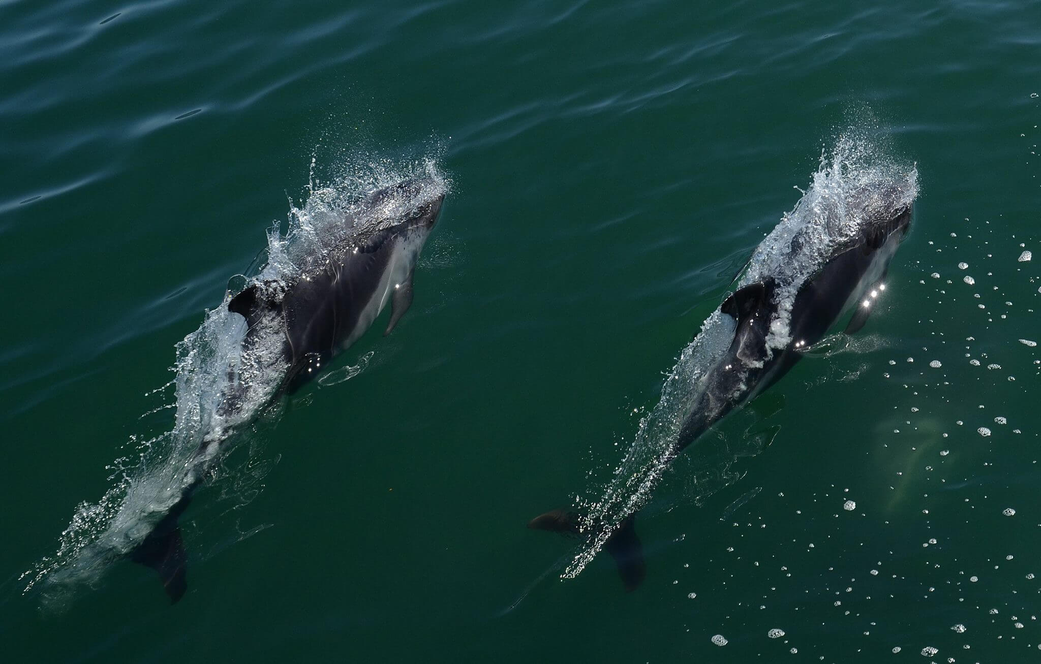 Delfines australes © Aysén Mira al Mar