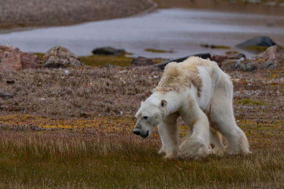 Las desgarradoras imágenes de un oso polar hambriento en el Ártico canadiense