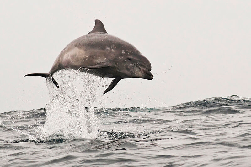 Delfín nariz de botella ©Thomas Kramer Hepp