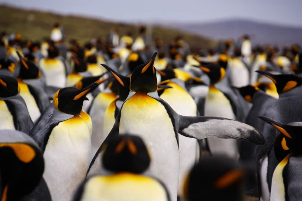 Pingüino Rey © Martín del Río