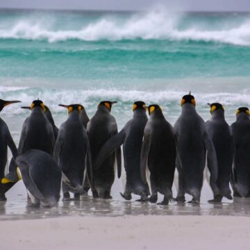 Islas Falkland: el destino al que todo amante de la vida salvaje tiene que ir