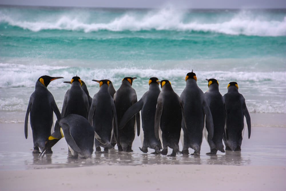 Islas Falkland: el destino al que todo amante de la vida salvaje tiene que ir
