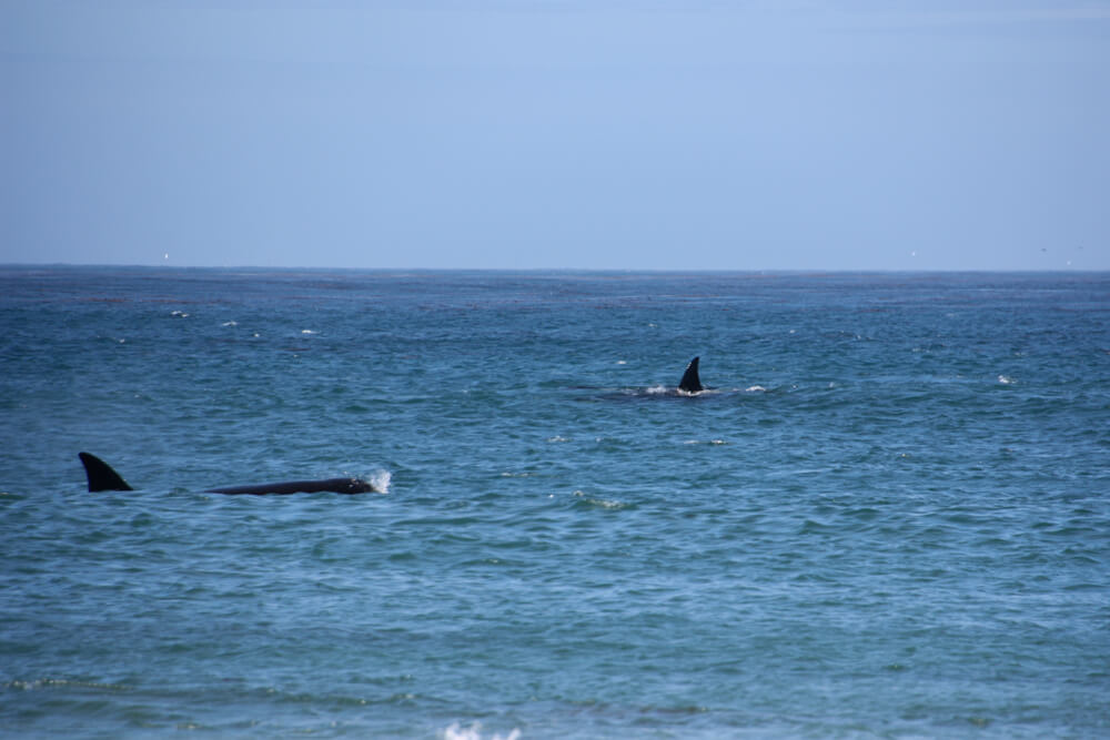 Orcas en Sea Lion Island. © Martín del Río