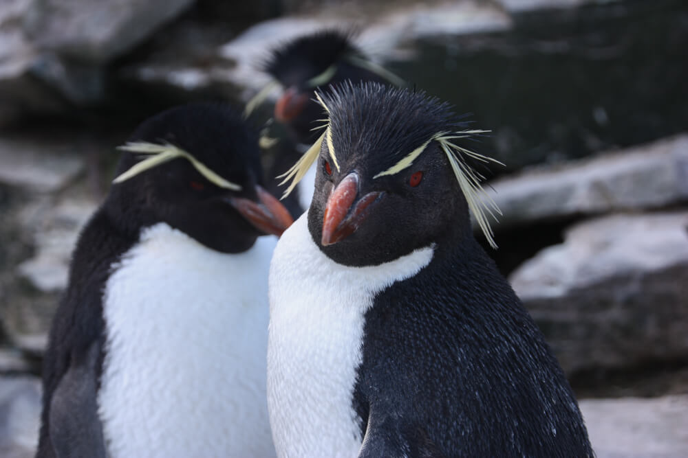 Pinguino Rockhopper en Sea Lion Island. © Martín del Río