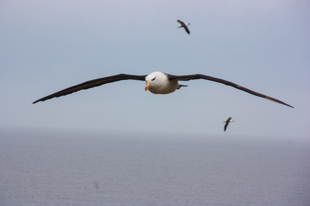 Albatros de ceja negra en West Point Island © Martín del Río