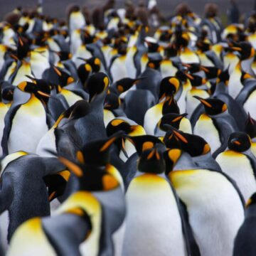 Volunteer Point: el paraíso de los pingüinos