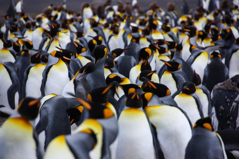 Volunteer Point: el paraíso de los pingüinos